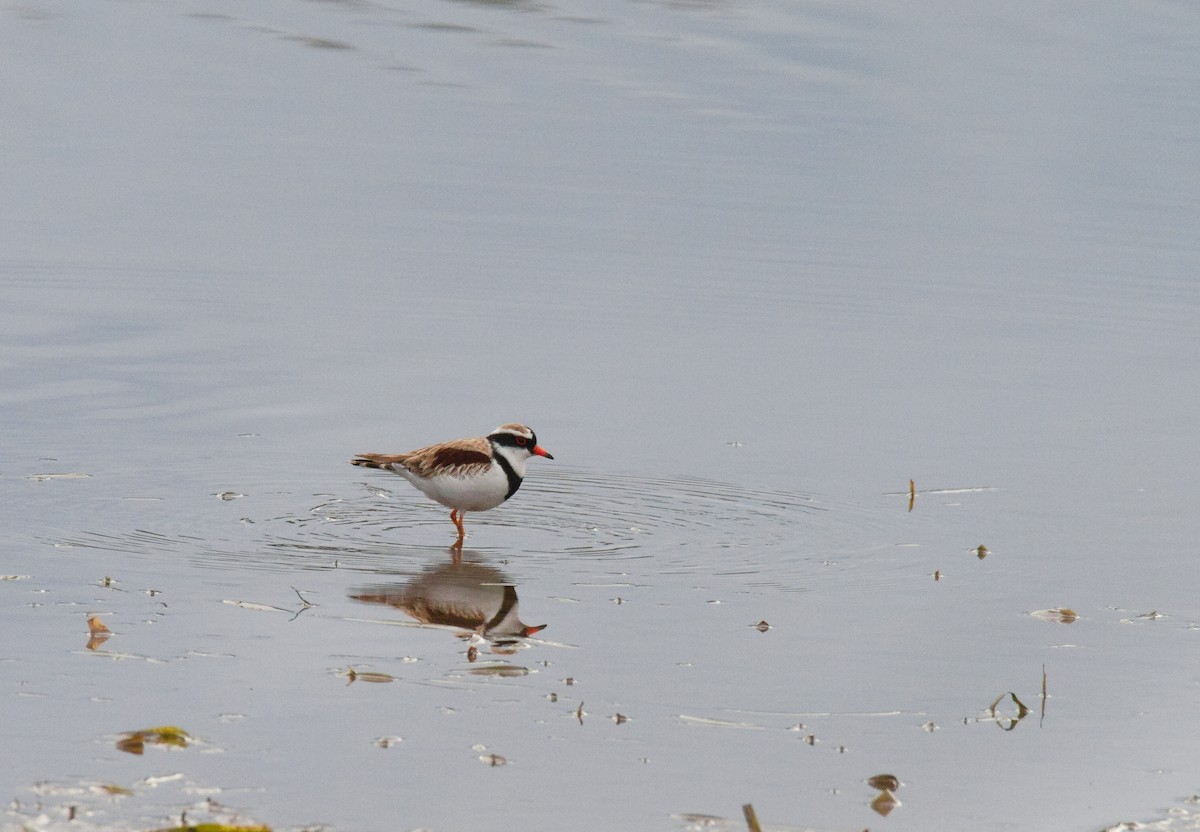 Black-fronted Dotterel - ML638262301