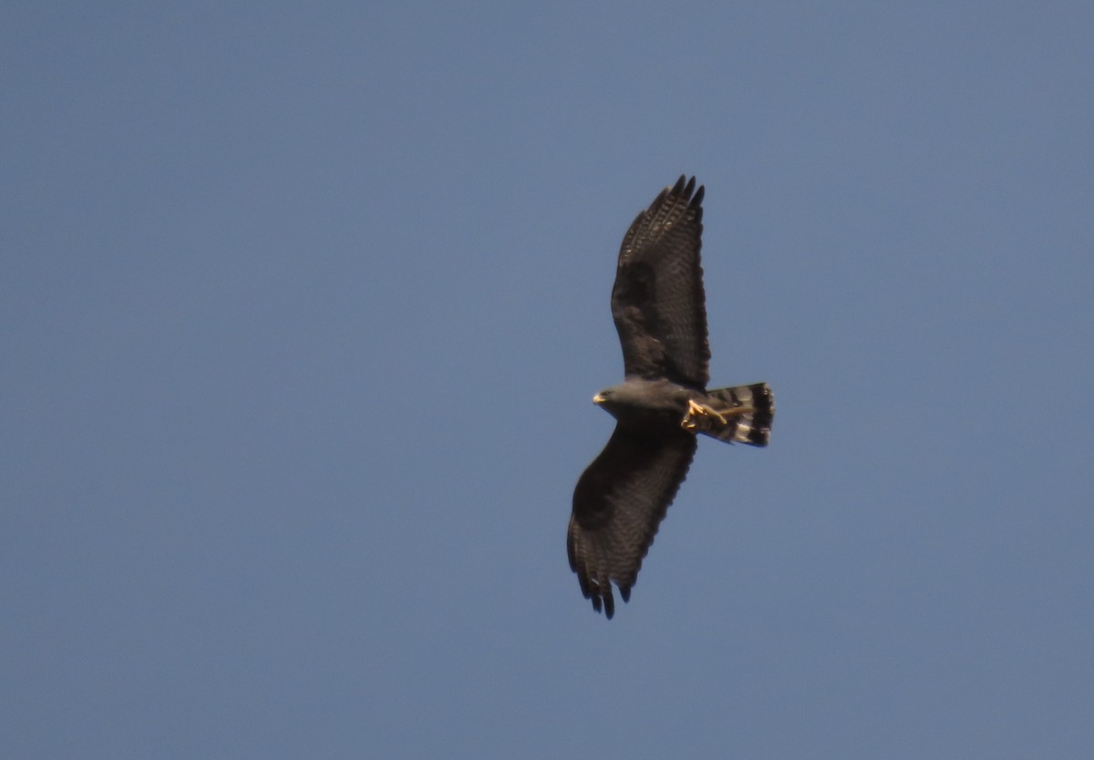 Zone-tailed Hawk - ML638262304