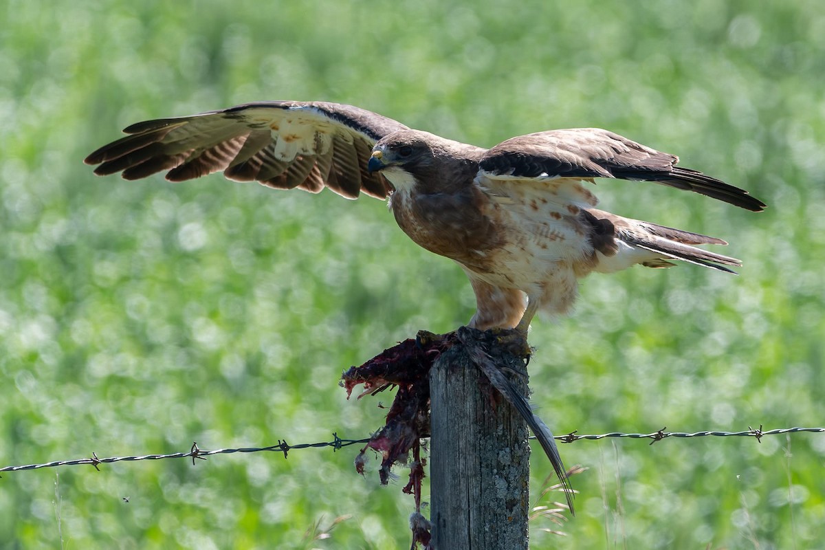Swainson's Hawk - ML638262311