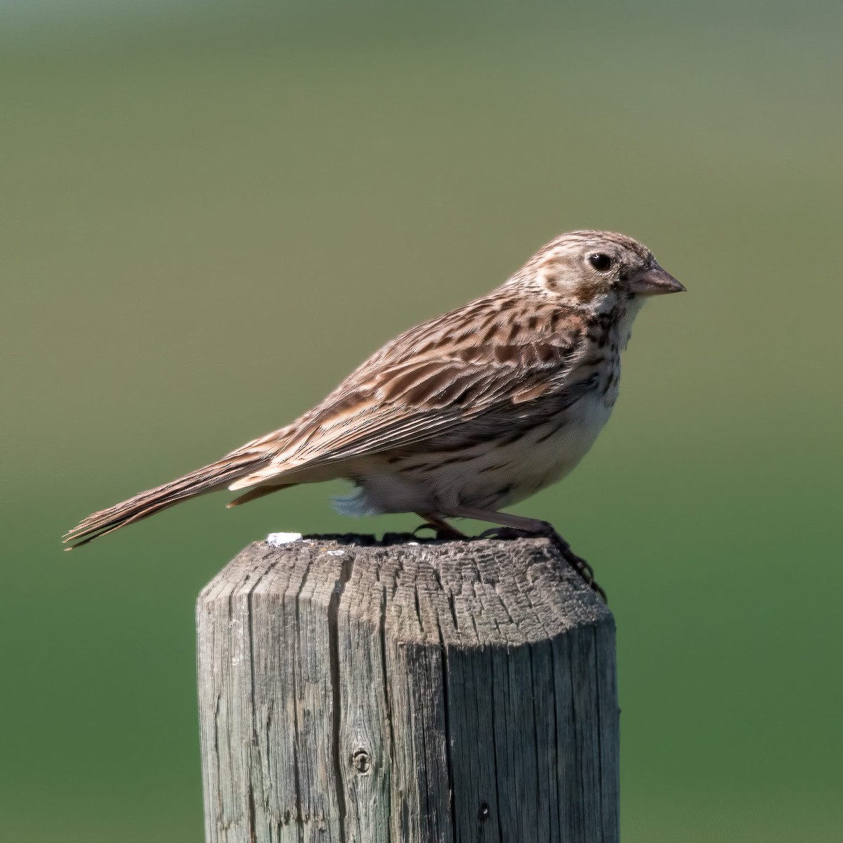 Vesper Sparrow - ML638262316