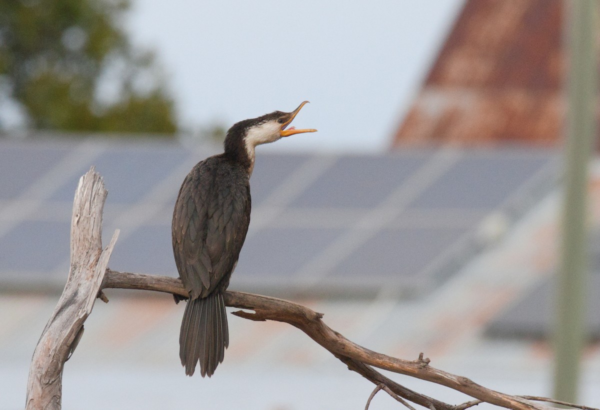 Little Pied Cormorant - ML638262317