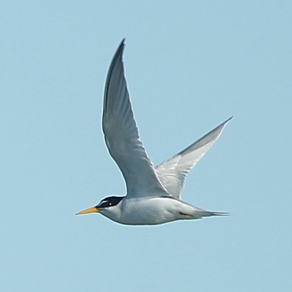 Least Tern - ML638262318