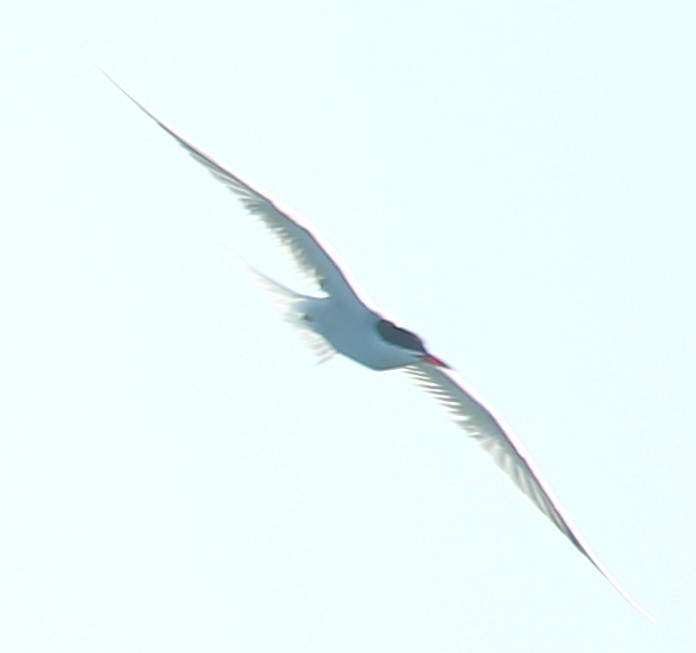 Common Tern - ML638262319