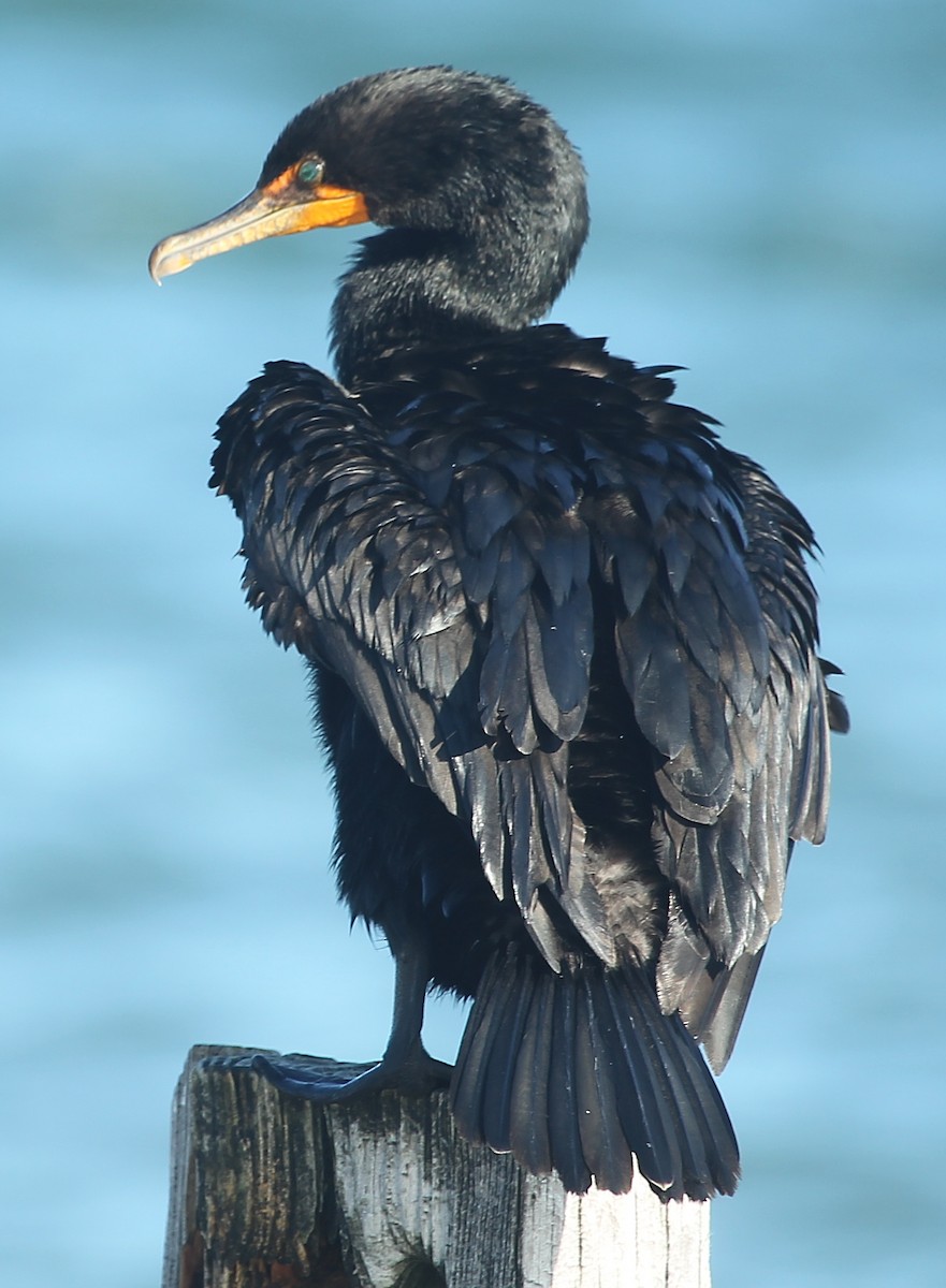 Double-crested Cormorant - ML638262321