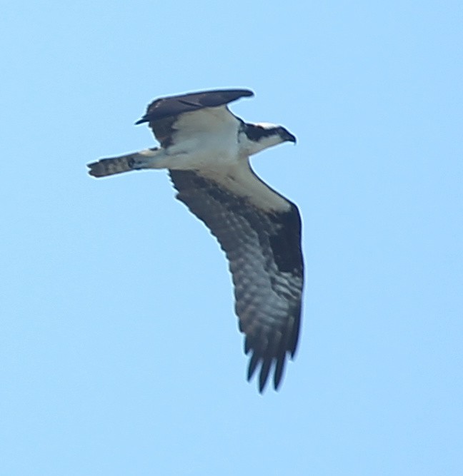 Osprey - ML638262323