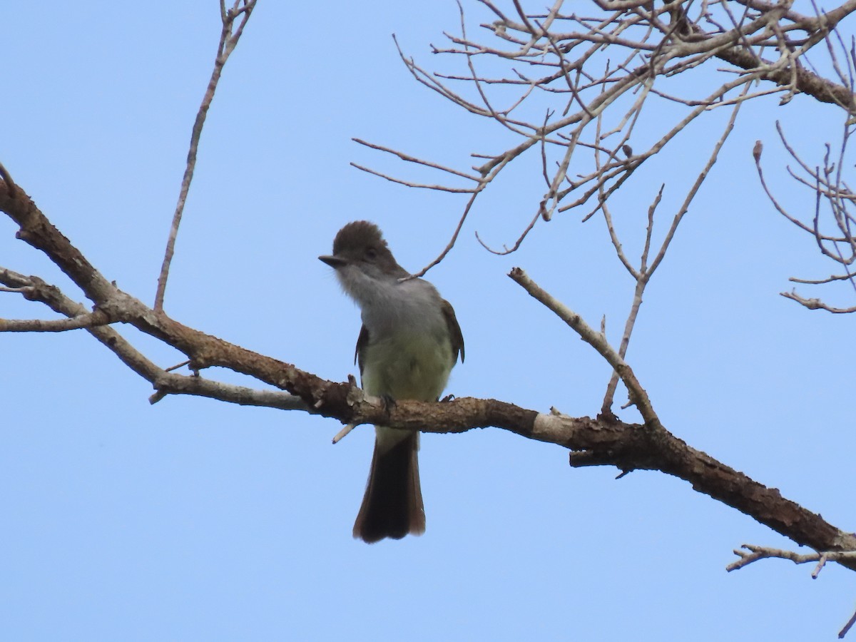 Swainson's Flycatcher - ML638262331