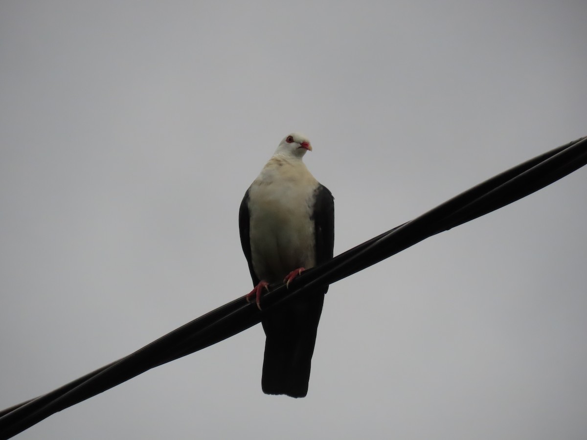 White-headed Pigeon - ML638262333