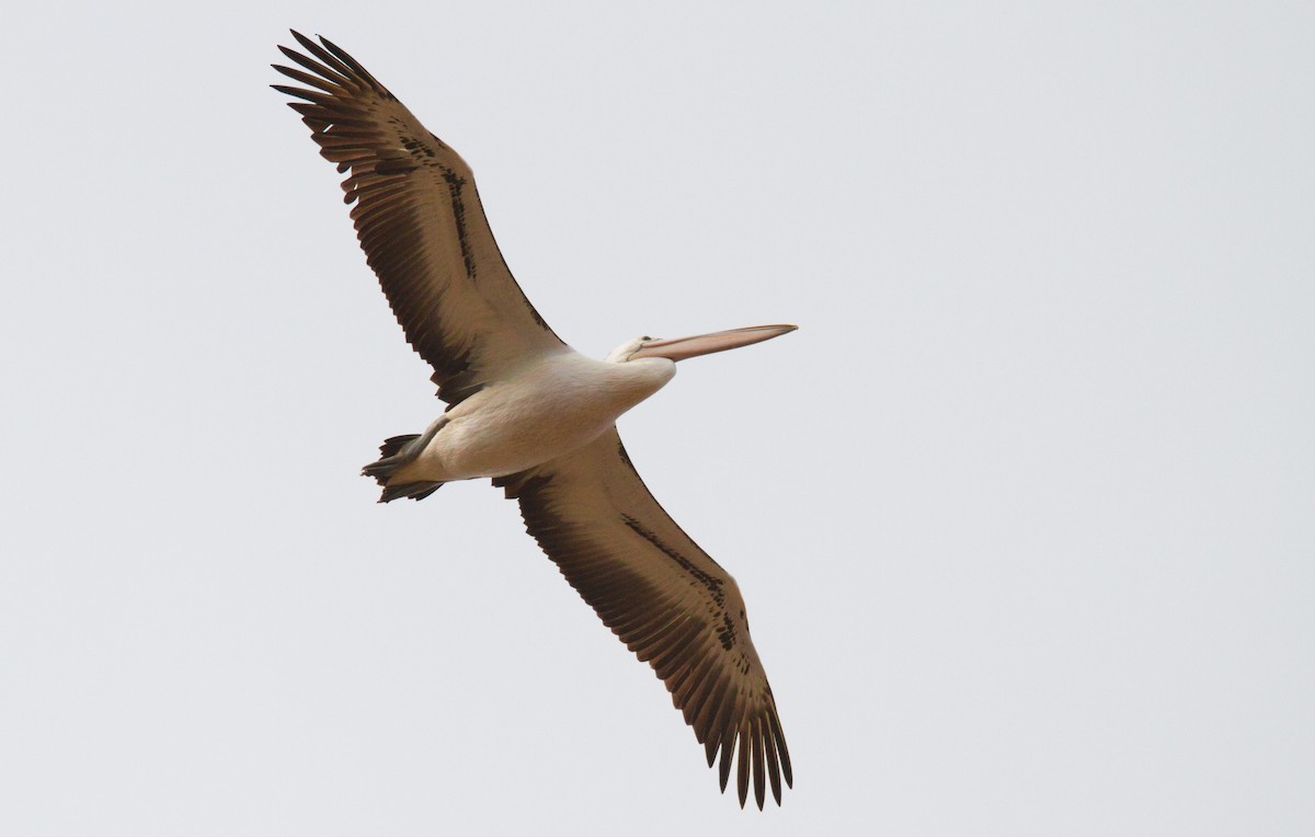 Australian Pelican - ML638262334