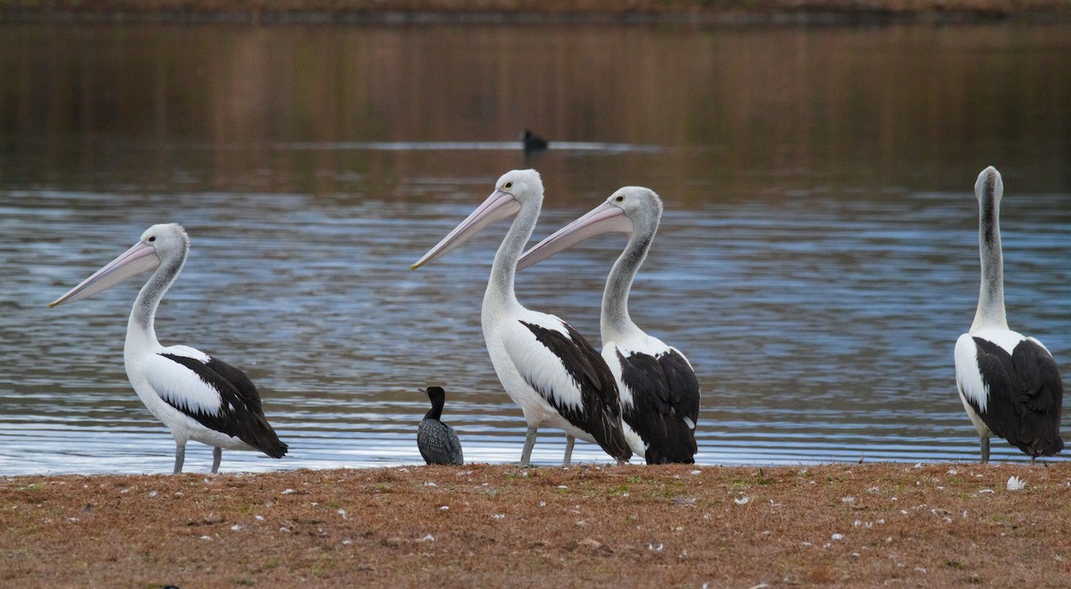 Australian Pelican - ML638262337