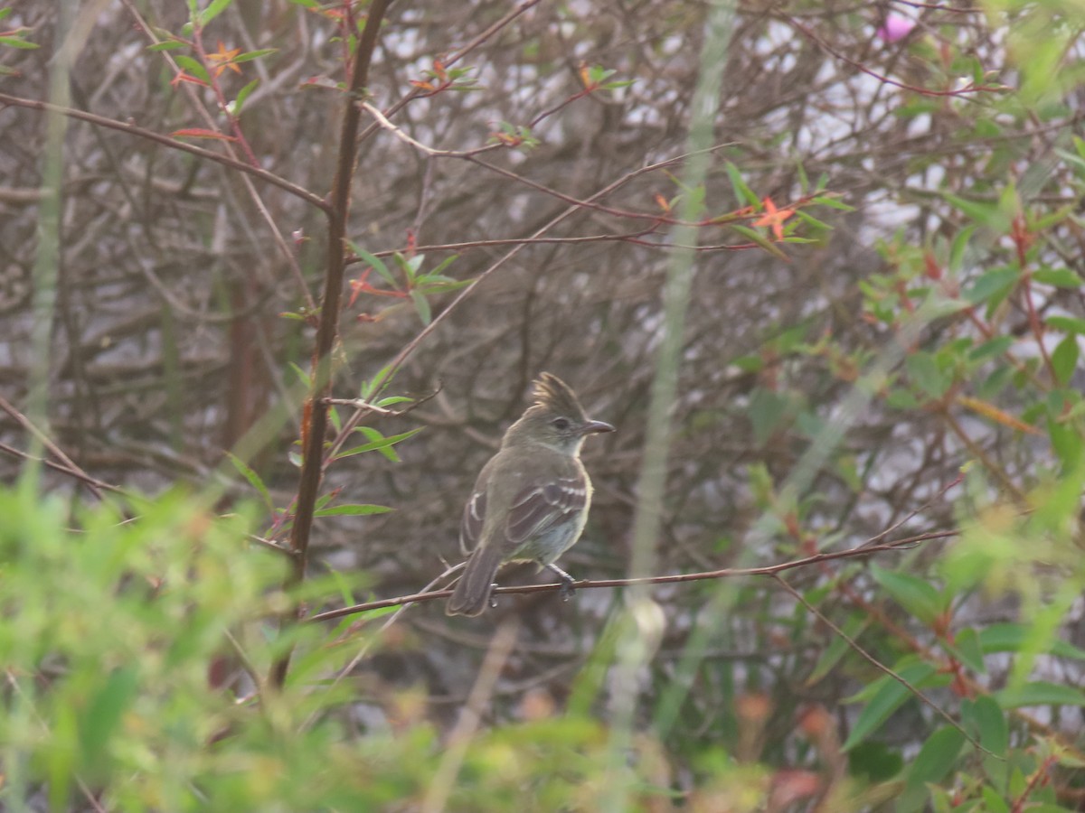 Plain-crested Elaenia - ML638262340