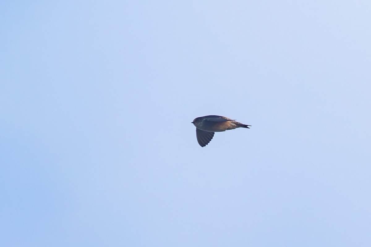 Tree Martin - ML638262345