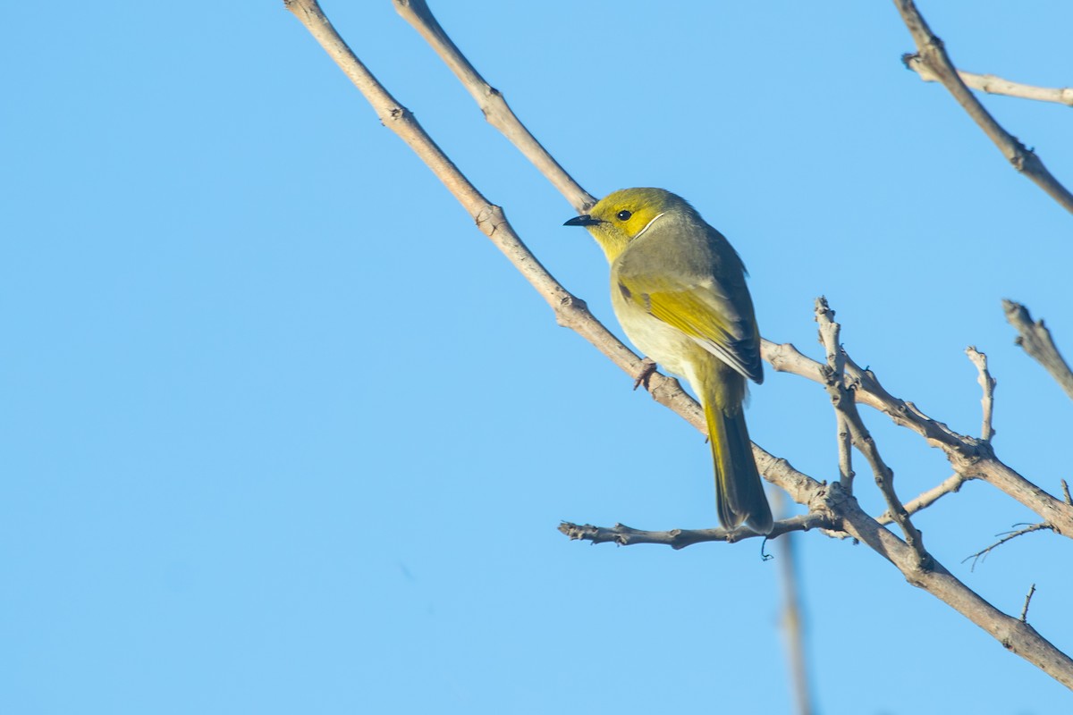 White-plumed Honeyeater - ML638262348