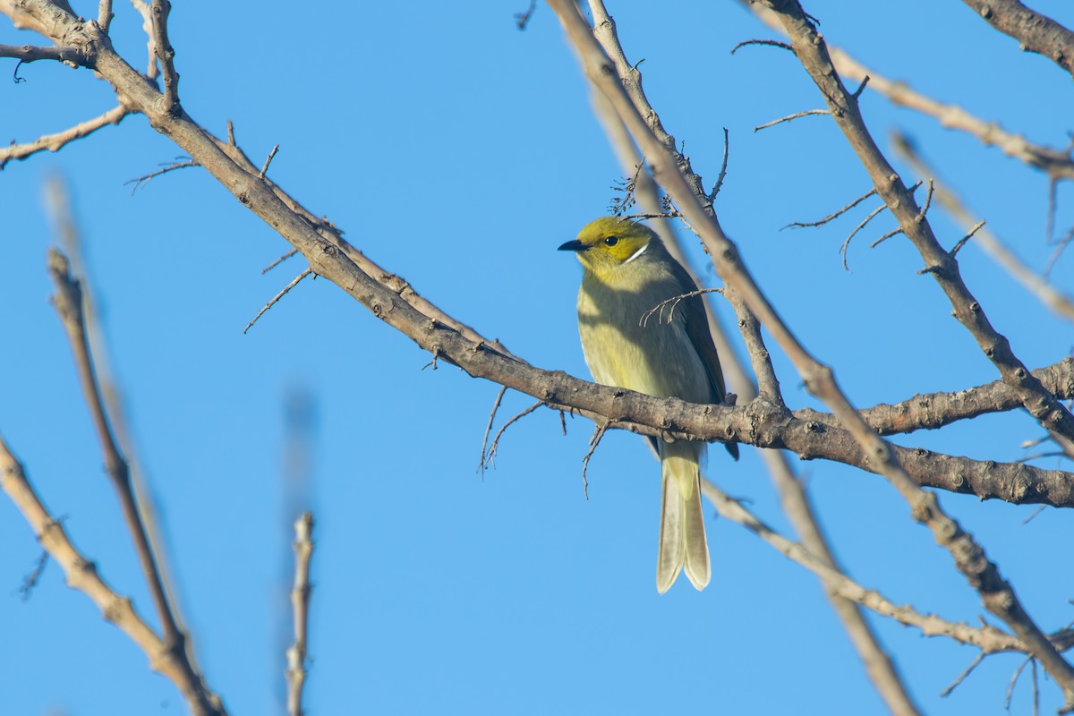 White-plumed Honeyeater - ML638262349