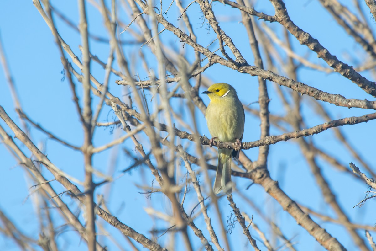 White-plumed Honeyeater - ML638262350
