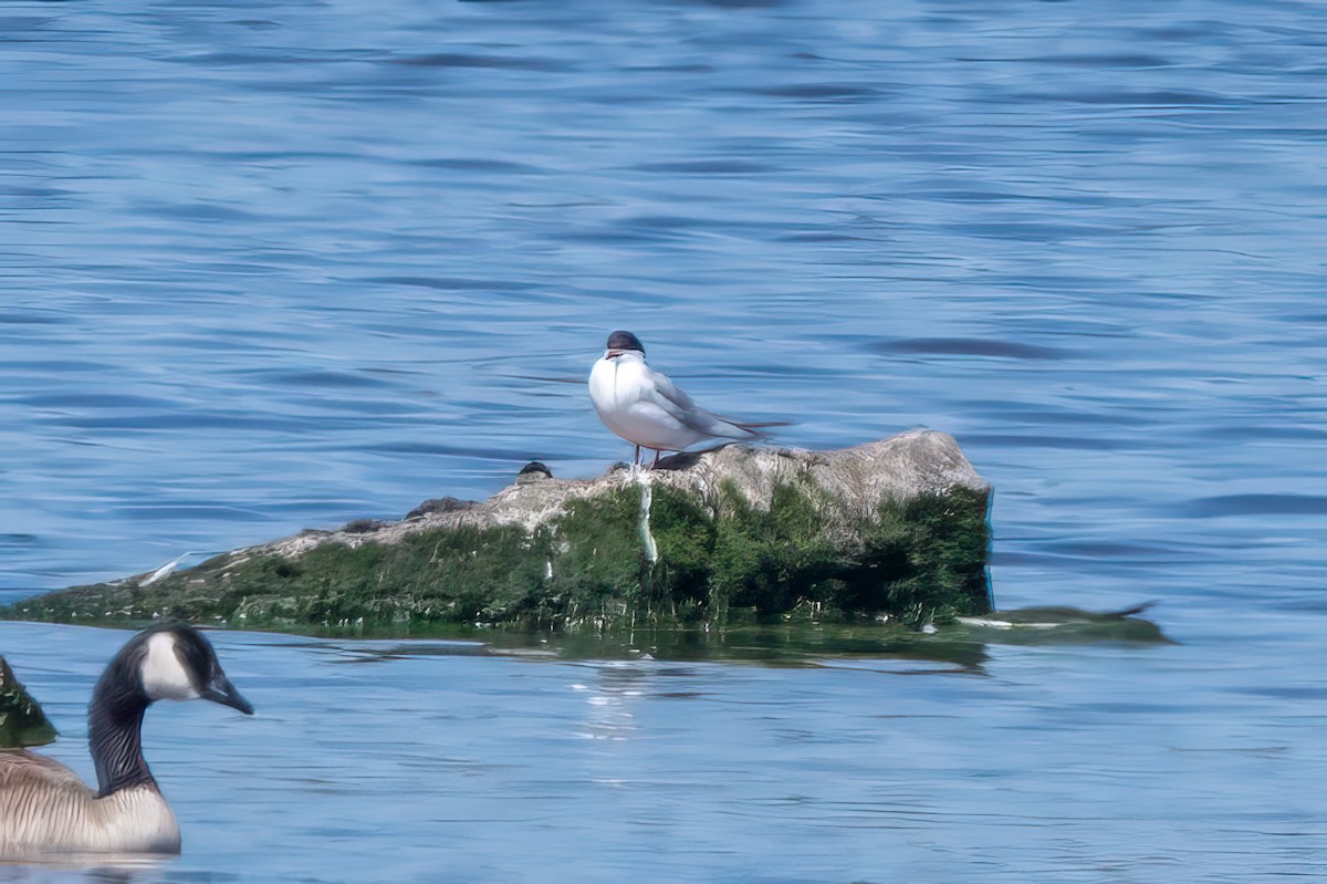 Forster's Tern - ML638262379