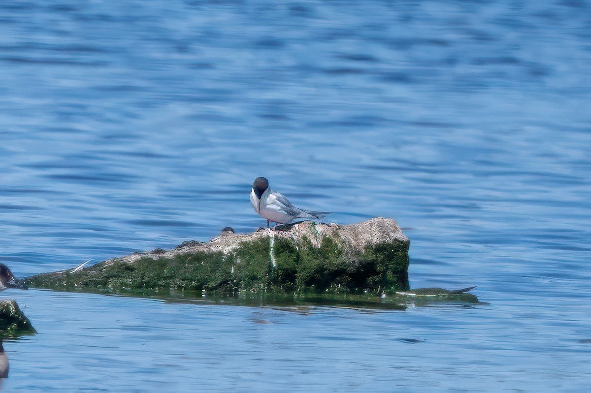 Forster's Tern - ML638262380