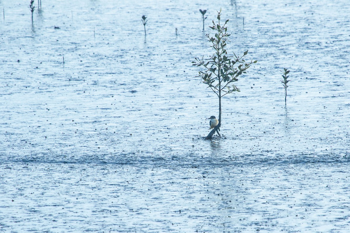 Sacred Kingfisher - ML638262384