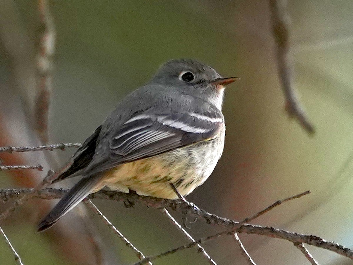 Hammond's Flycatcher - ML638262385