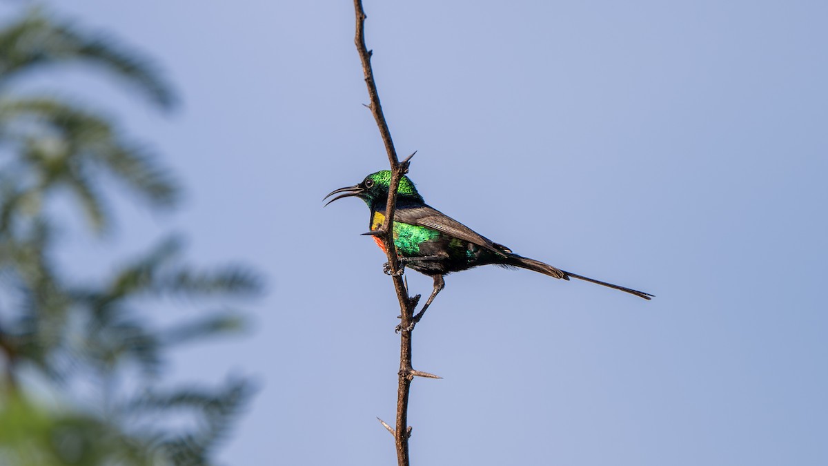 Beautiful Sunbird - ML638262402