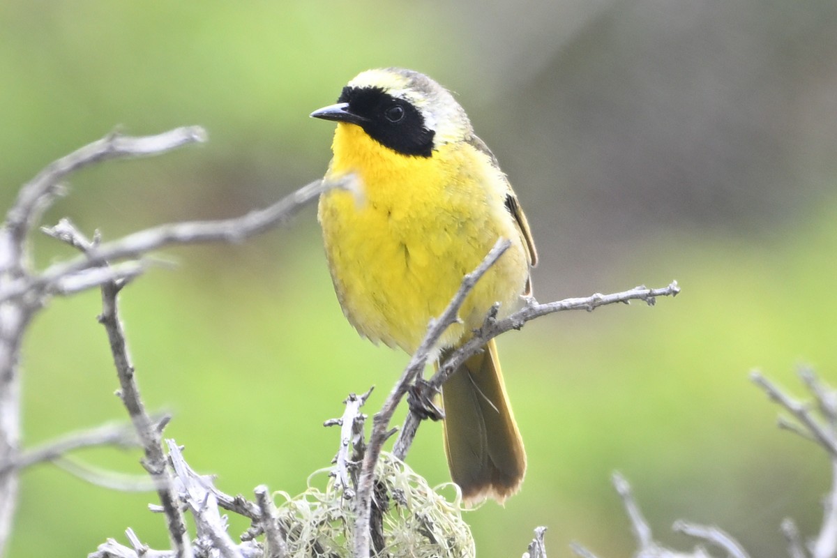 Common Yellowthroat - ML638262404