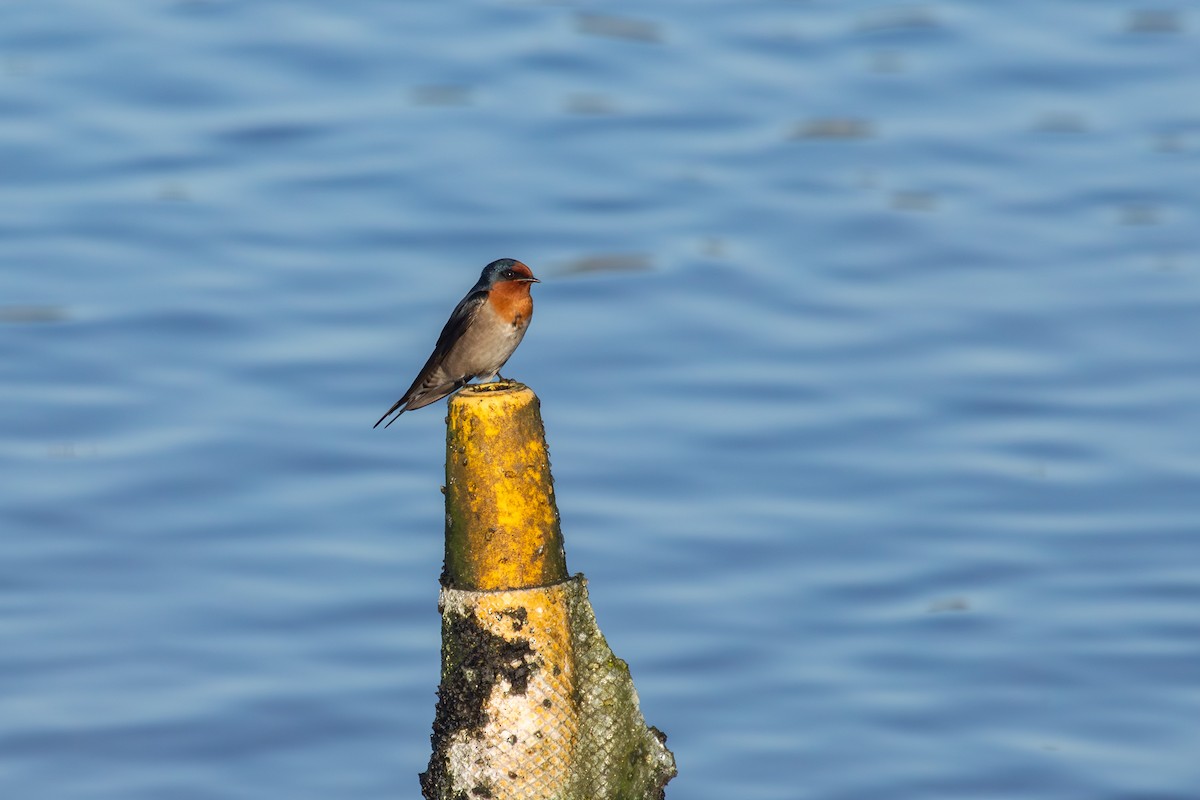 Welcome Swallow - ML638262420
