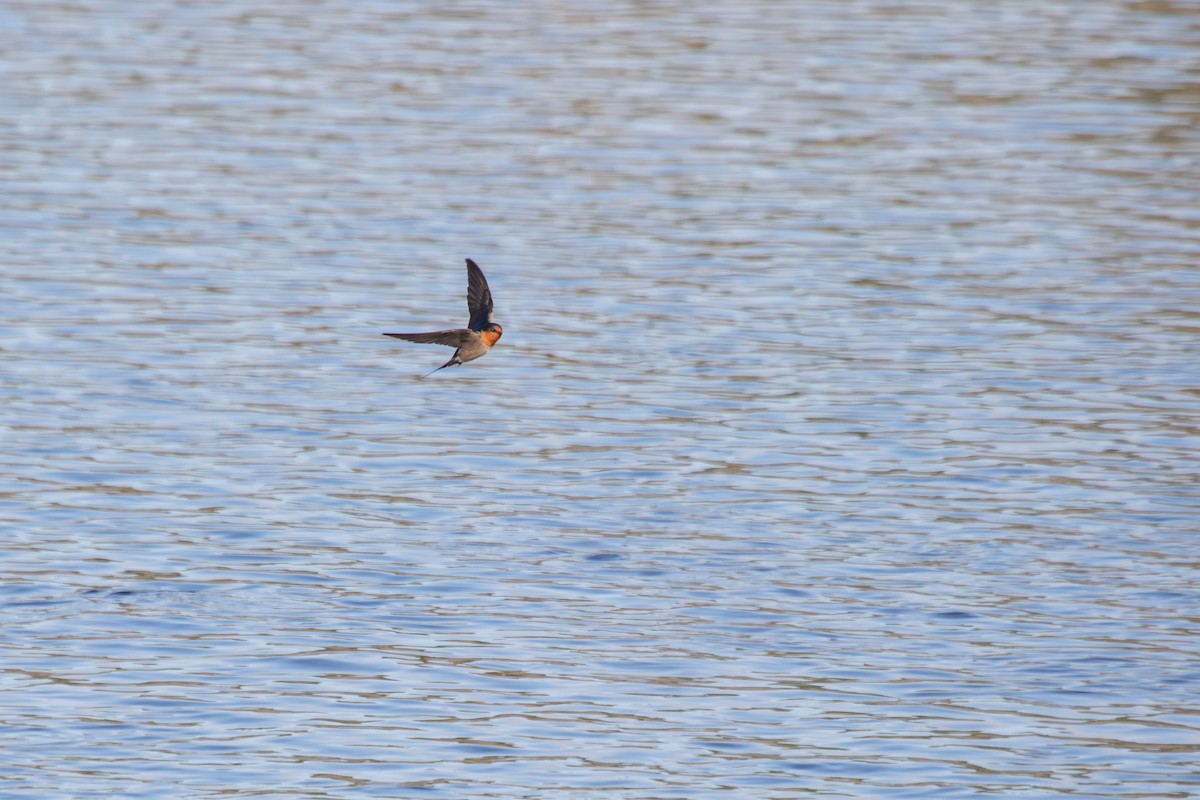 Welcome Swallow - ML638262421