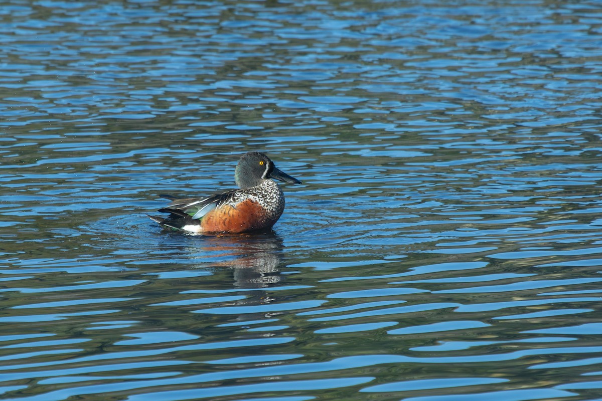 Australasian Shoveler - ML638262422