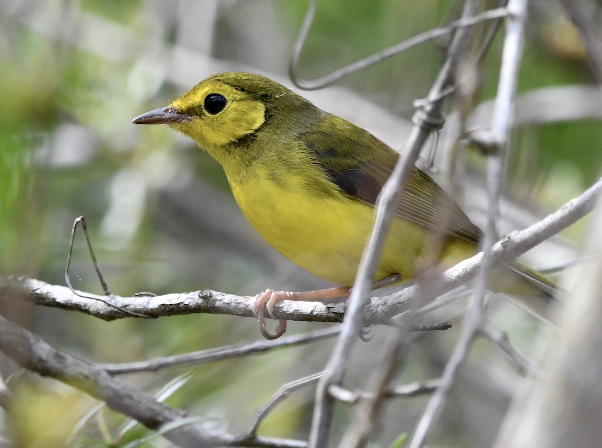 Hooded Warbler - ML638262425