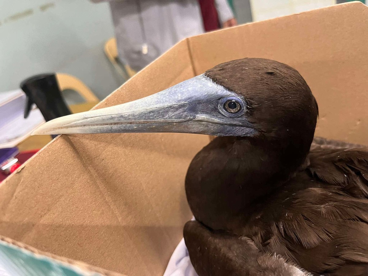 Brown Booby - ML638262429