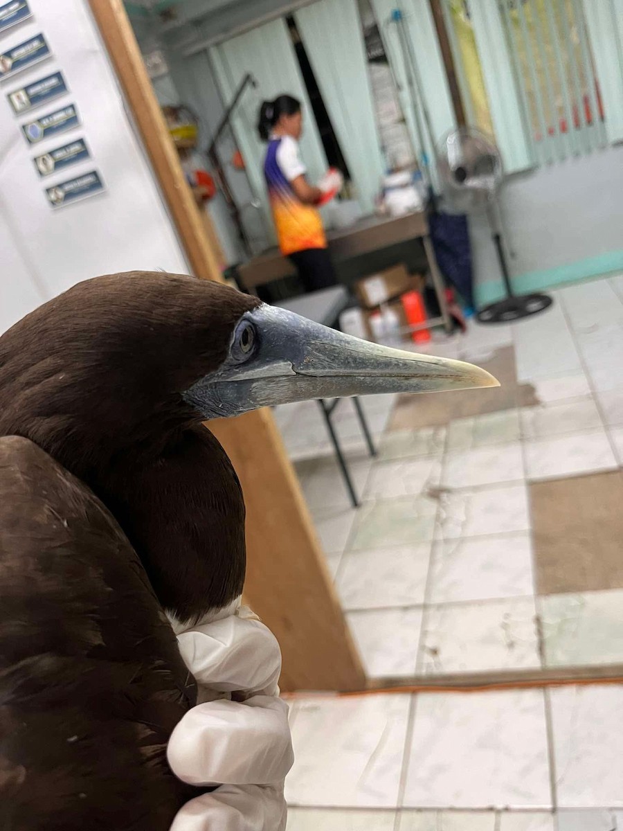 Brown Booby - ML638262430