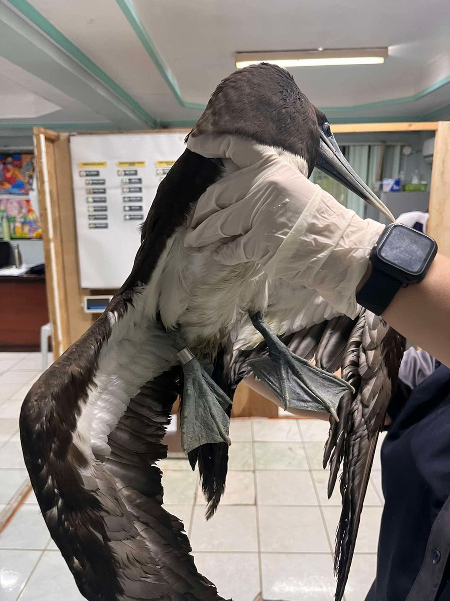 Brown Booby - ML638262431