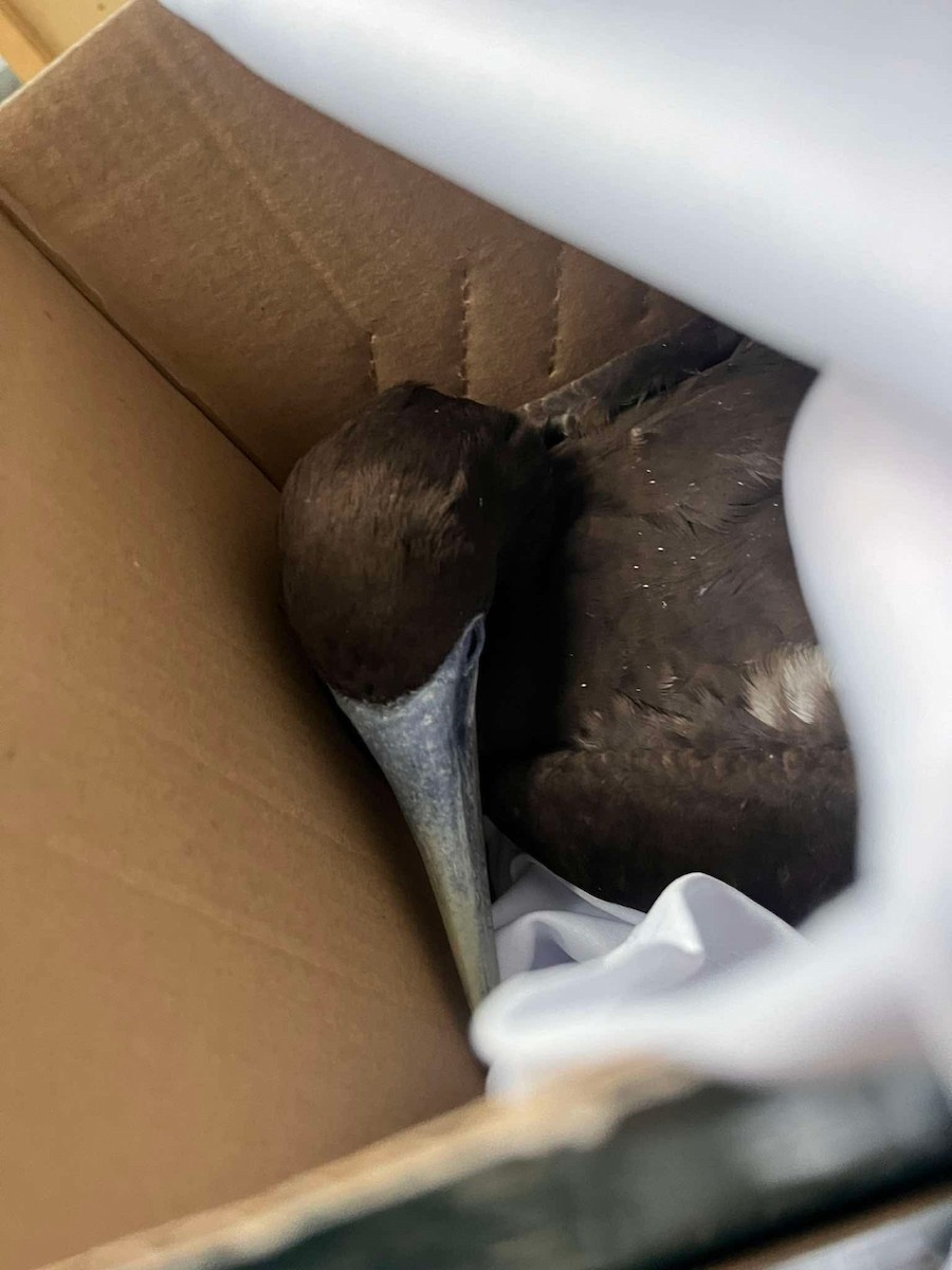 Brown Booby - ML638262432
