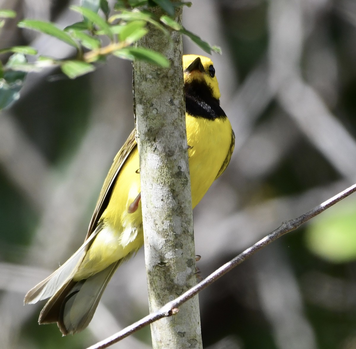 Hooded Warbler - ML638262436