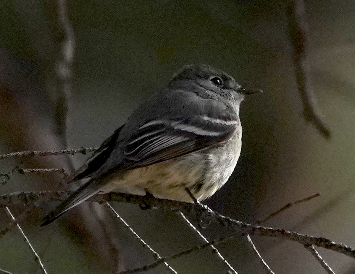 Hammond's Flycatcher - ML638262440