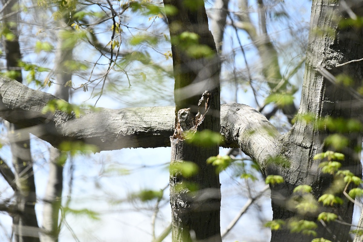 Eastern Screech-Owl - ML638262443