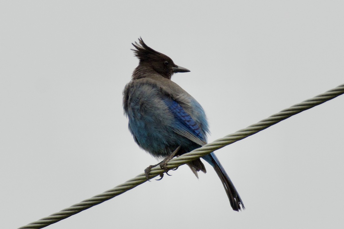 Steller's Jay - ML638262448