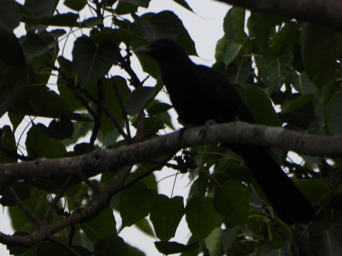 kukačka koel - ML638262449