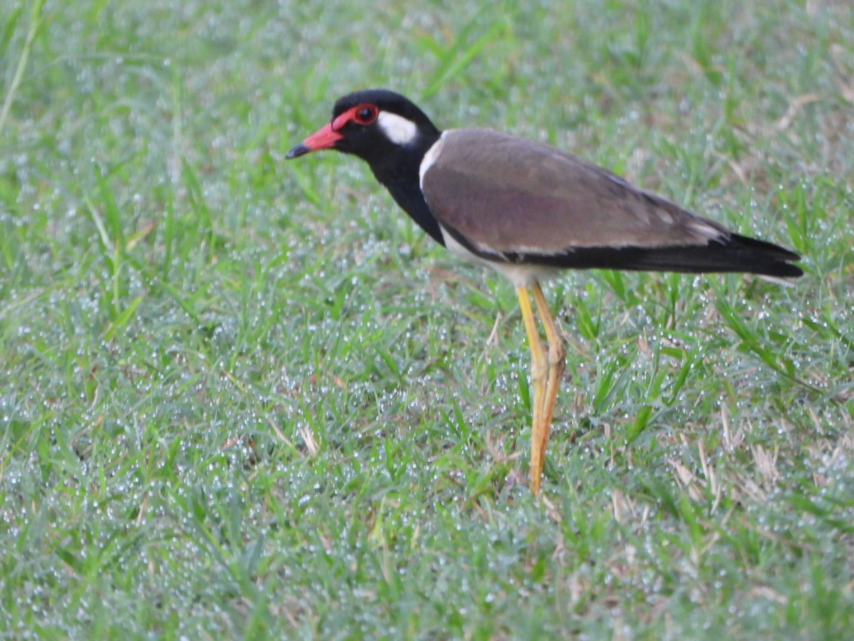 Red-wattled Lapwing - ML638262458