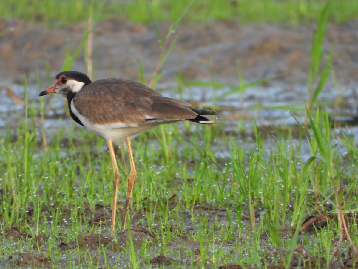 Red-wattled Lapwing - ML638262461