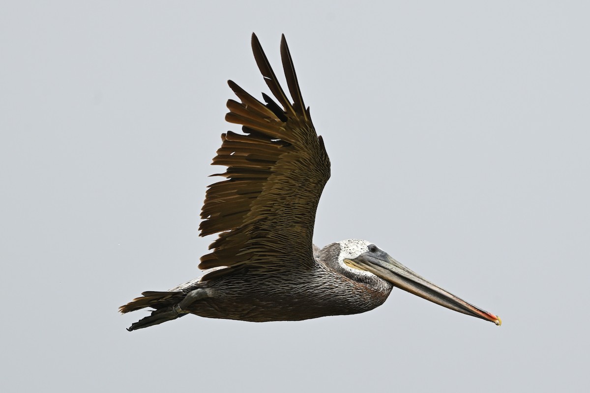 Brown Pelican - ML638262464