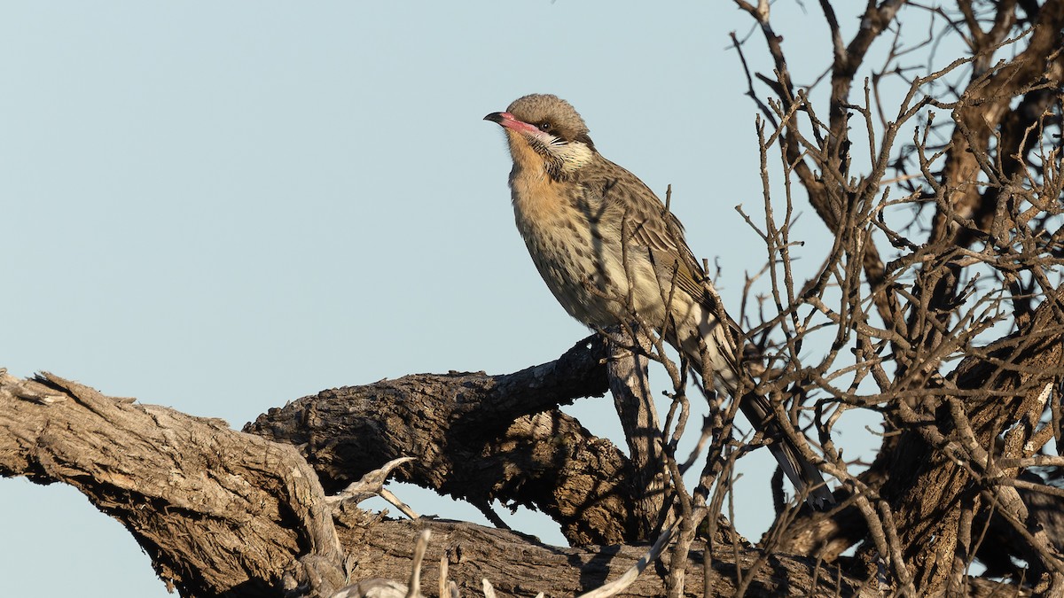 Spiny-cheeked Honeyeater - ML638262465