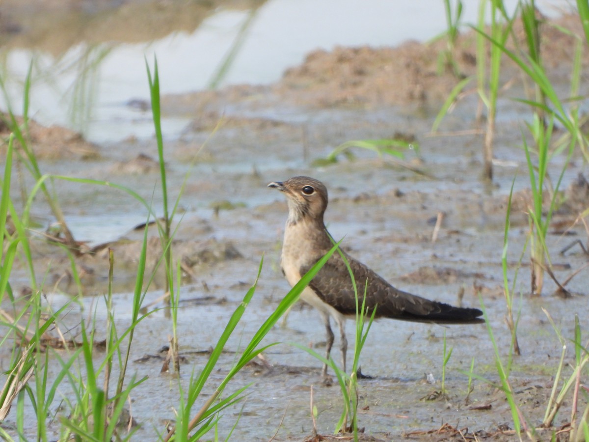 Oriental Pratincole - ML638262467