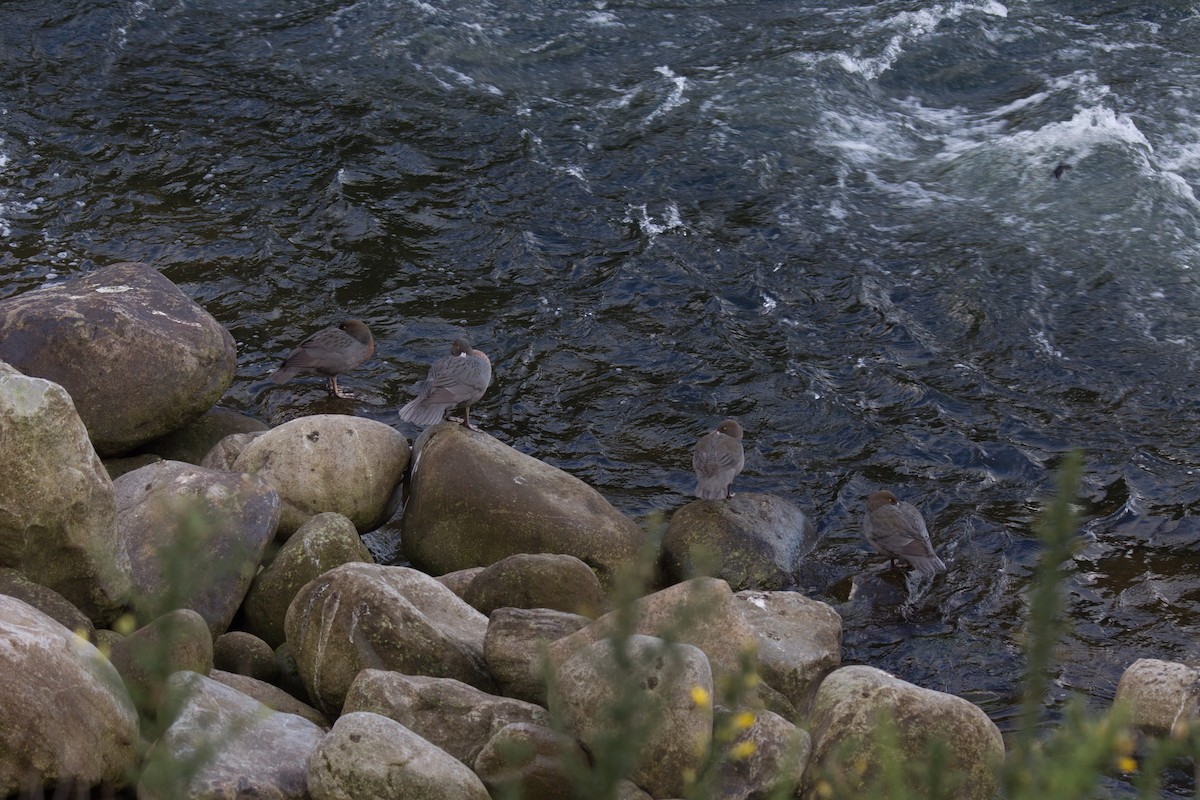 Blue Duck - ML638262468