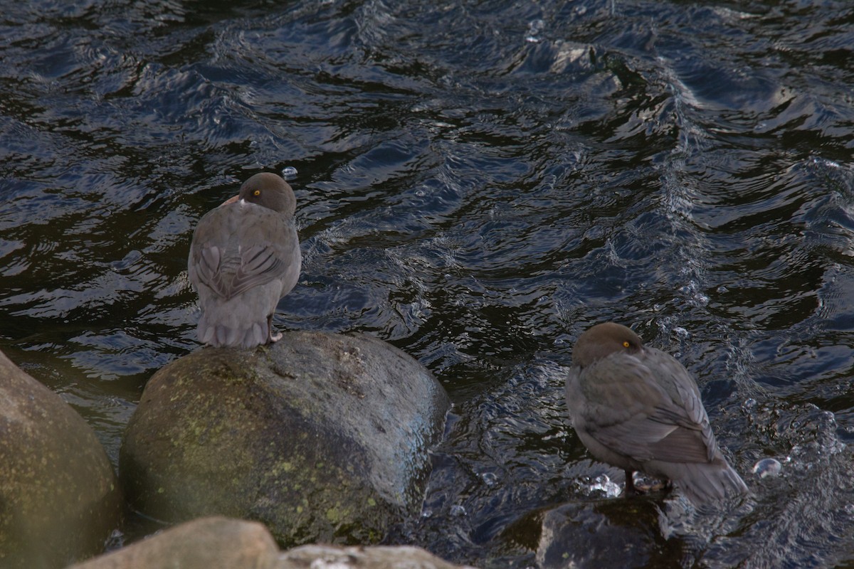 Blue Duck - ML638262469