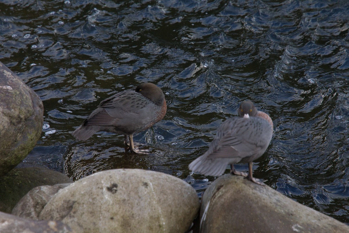 Blue Duck - ML638262470