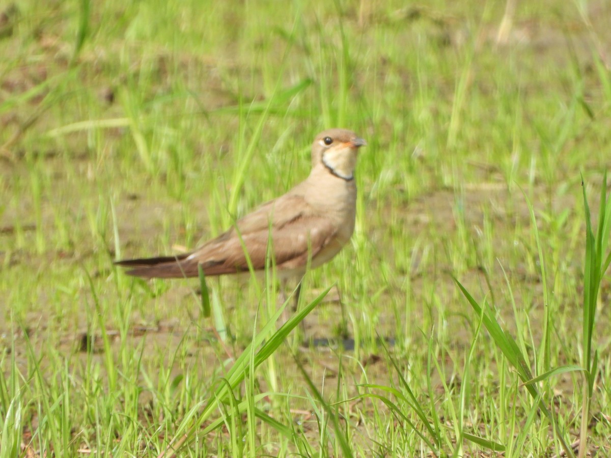 Oriental Pratincole - ML638262475