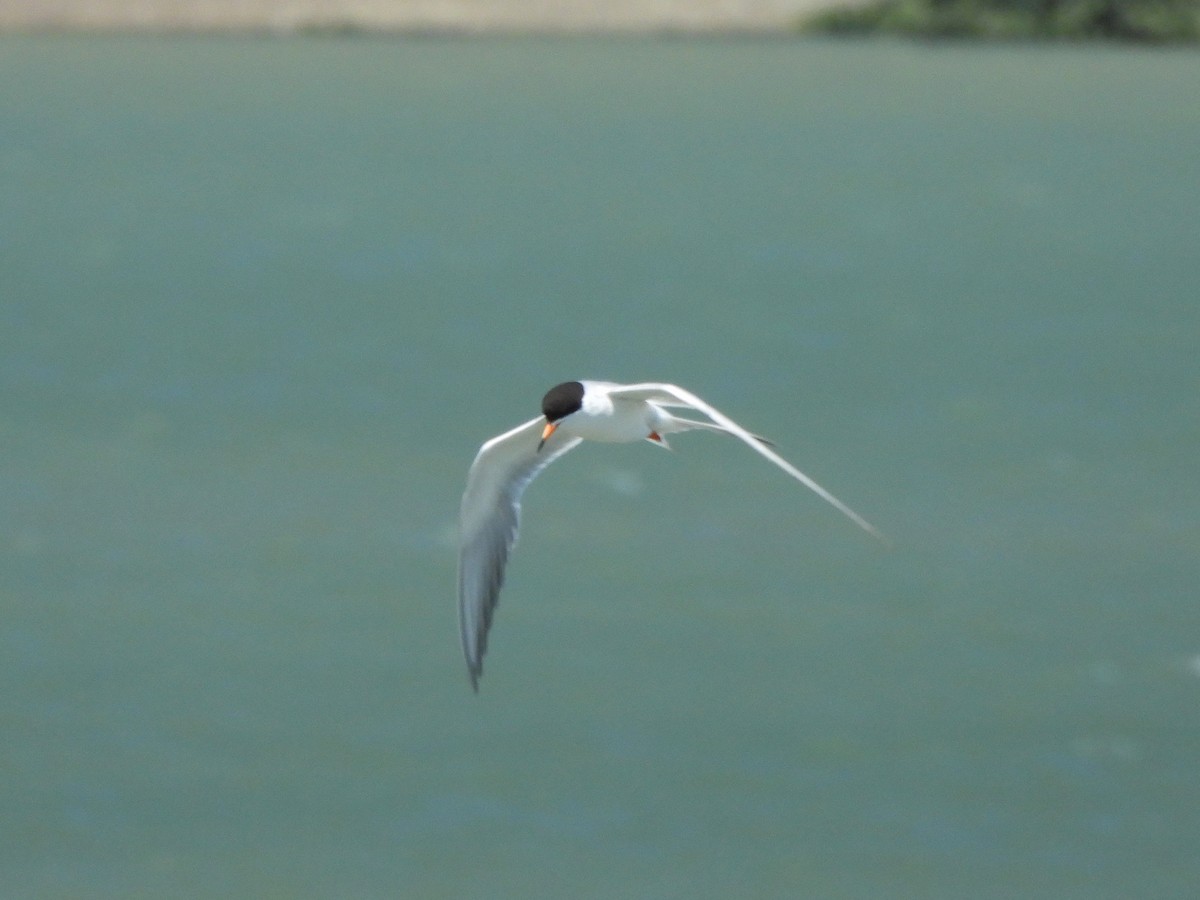 Forster's Tern - ML638262479