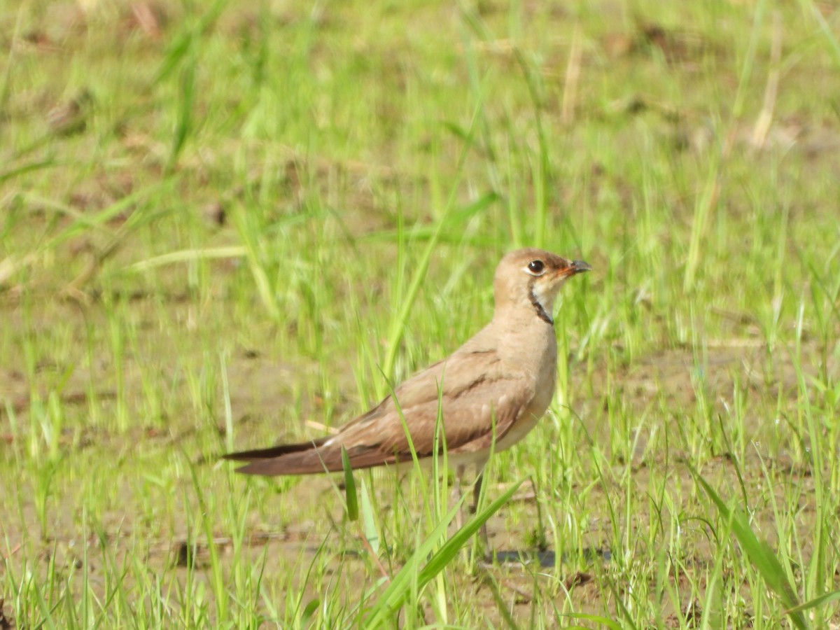 Oriental Pratincole - ML638262481