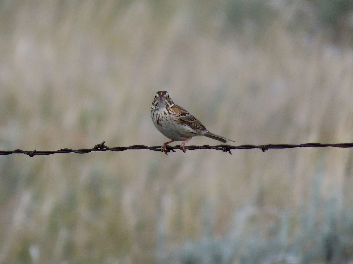 Vesper Sparrow - ML638262487