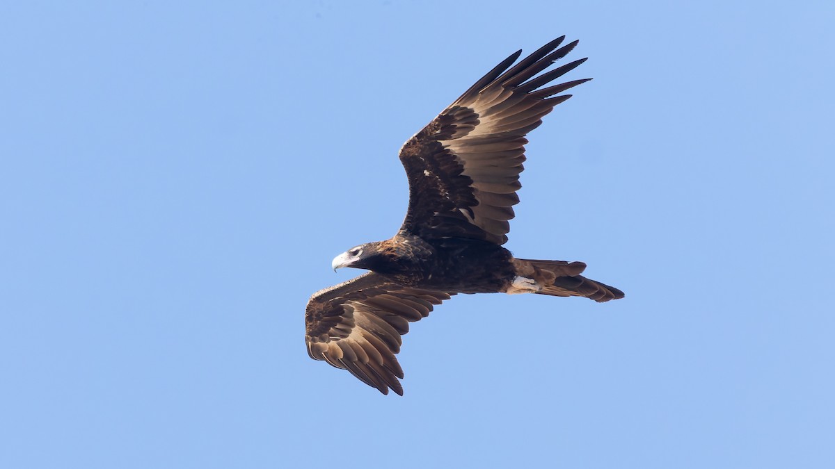 Wedge-tailed Eagle - ML638262499
